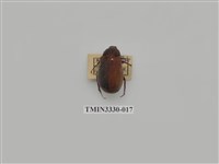 藏品(黑金龜屬)的圖片